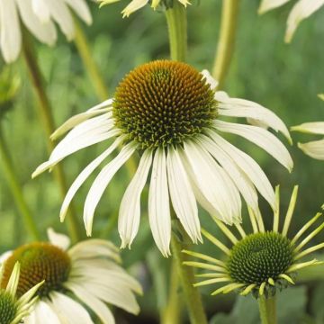 Echinacea purpurea alba ''White Swan''