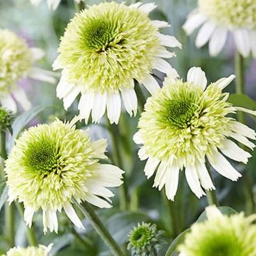 Echinacea purpurea Delicious Ice - Double Flowered Cone Flower Plants