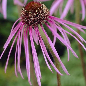 Echinacea pallida