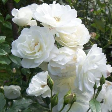 Climbing White Rose Ascending 'Crazy in Love' VANILLA