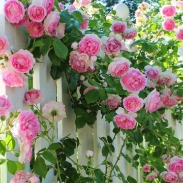 Climbing Rose Ascending 'Crazy in Love' PINK