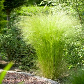 Stipa tenuifolia 'Ponytails' - tenuissima Pheasant Grass