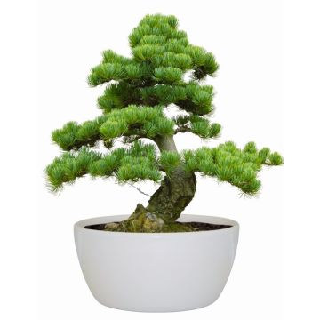 Bonsai Tree Indoor Grow Set -  Jerusalem Pine