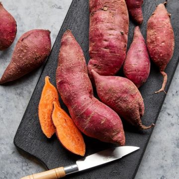Sweet Potato Beauregard Improved - Ipomea batatas - Sweet Potato