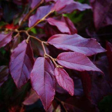 Sycoparrotia semidecidua 'Purple Haze'