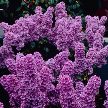 Syringa vulgaris 'Ludwig Spaeth' - Lilac