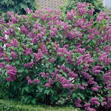 Syringa vulgaris 'Belle de Nancy' - Lilac Tree