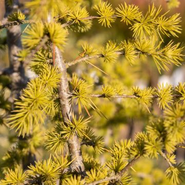 Cedrus Libani - Cedar of Lebanon