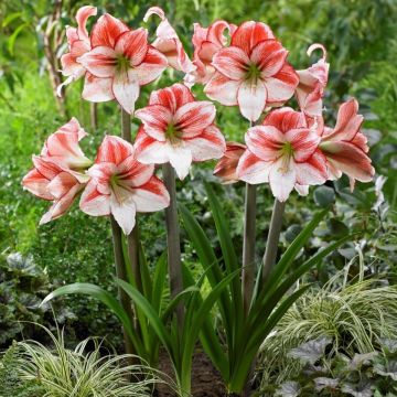 Garden Amaryllis - Tabledance - Hippeastrum - Pack of THREE