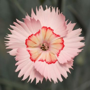 Dianthus Tequila Sunrise 