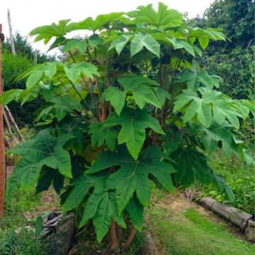 Tetrapanax papyrifer Rex - Extra Large Specimen