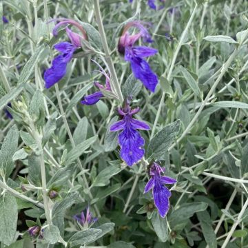 Teuchreum fruiticans azureum 'Indyho' - Teucrium