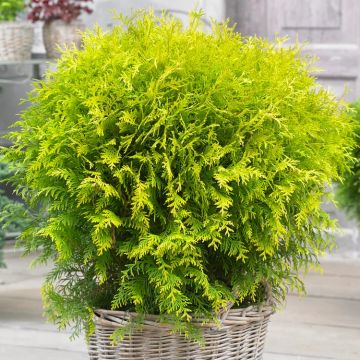 Thuja occidentalis Golden Globe