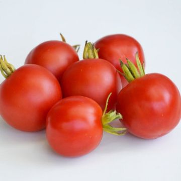 Tomato Plant - Outdoor Girl