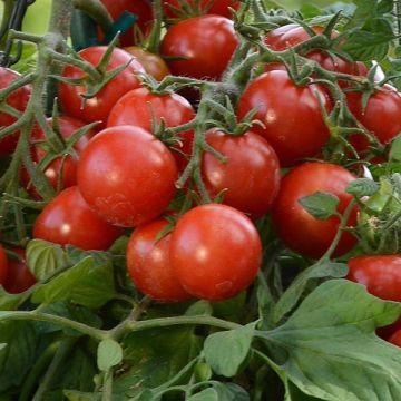 Tomato Tumbler