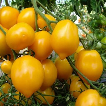 Tomato Yellow Of Vesuvio
