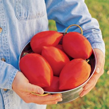 Tomato 'Big Mama'