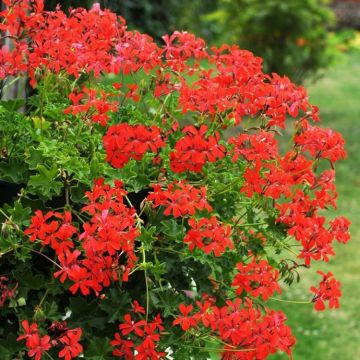Trailing Ivy Leaf Geranium - Decora Balcony Red - In Bud & Bloom