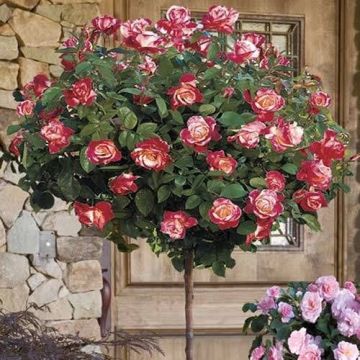 Large Standard Rose Tree - Double Delight