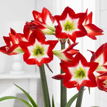 Amaryllis - TRES CHIC - Red with White Heart Hippeastrum