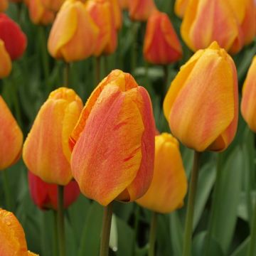 Tulip Beauty of Apeldoorn - Pack of 6