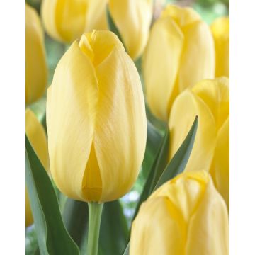 Tulip 'Big Smile'' - Pack of 6 Bulbs