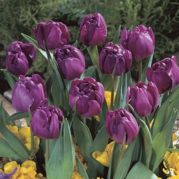 Tulip Blue Diamond - Pack of 6 Bulbs