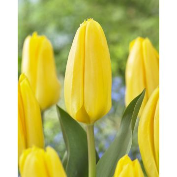 Tulip 'Candela' - Pack of 6 Bulbs