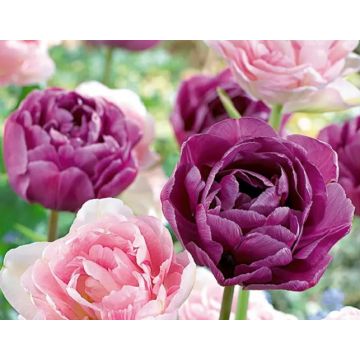 Tulip Candy Sensation - Pack of 25 Bulbs