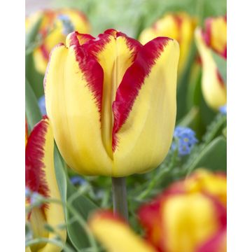 Tulip 'Cape Town' - Pack of 12 Bulbs