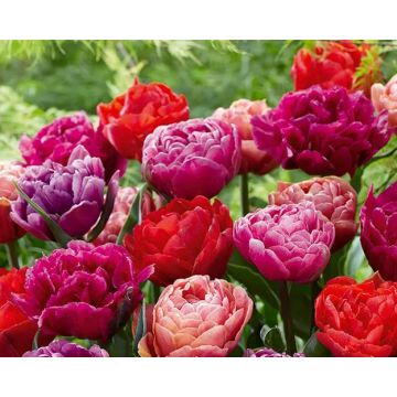 Tulip ‘Dazzling Mix’ - Pack of 25