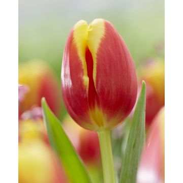 Tulip 'Denmark'' - Pack of 6 Bulbs