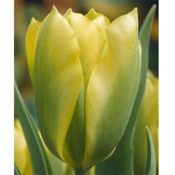 Tulip 'Formosa' - Pack of 6 Bulbs