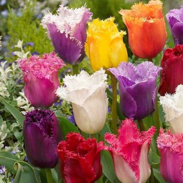 Tulip Fringed Mix - Pack of 10