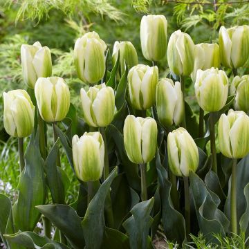 Tulip Green Spirit - Pack of 6