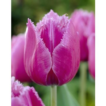 Tulip 'Louvre' - Pack of 6 Bulbs