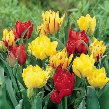 Tulip Mellow Yellow Mix -  Pack of 25