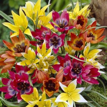 Tulip species Miniature Mix - Pack of 20