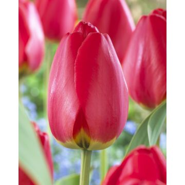 Tulip 'Parade' - Pack of 6 Bulbs