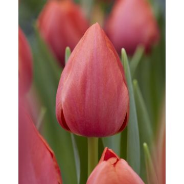 Tulip 'Prior' - Pack of 6 Bulbs