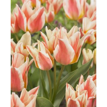 Tulip 'Quebec' - Pack of 6 Bulbs