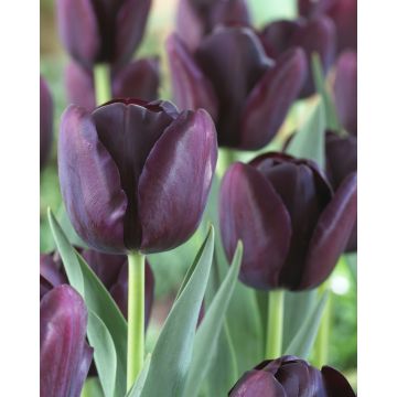 Tulip 'Queen of the Night' - Pack of 25 Bulbs