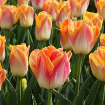 Tulip Salmon Dynasty - Pack of 25 Bulbs