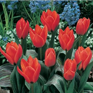  Tulip Short Stemmed Red - Pack of 25