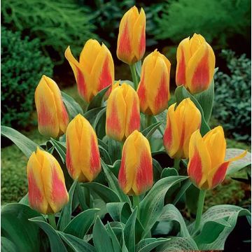  Tulip Short Stemmed Red and Yellow - Pack of 25