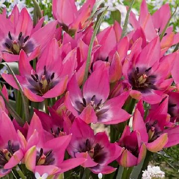 Tulip species Violetto - Pack of 10