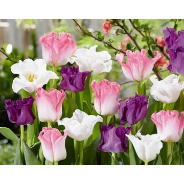 Tulip Spring Charming - Pack of 25