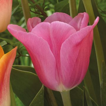 Tulip 'Triumph Pink' - Pack of 25 Bulbs