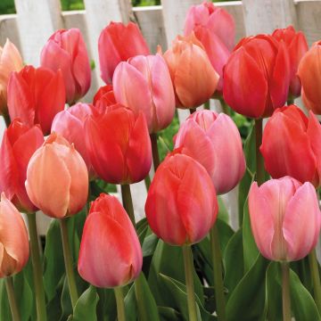 Tulip Van Eijk Mix - Pack of 25 Bulbs