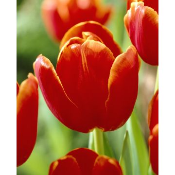 Tulip 'Verandi' - Pack of 6 Bulbs